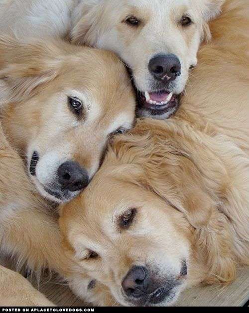 好きな大型犬