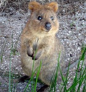 保存したら負け！きゃわい〜動物の画像！