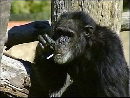 ヤンキーみたいな動物の画像を貼るトピ