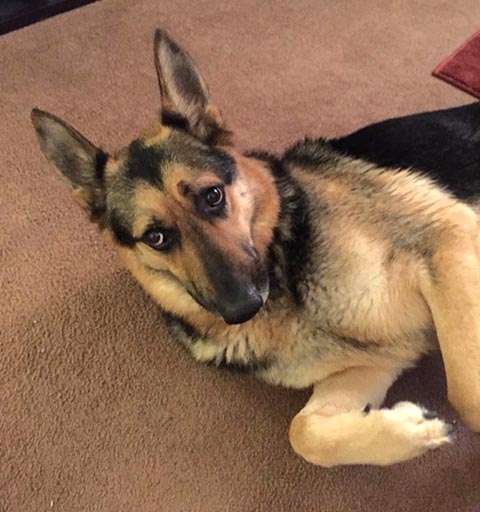 「妻が風呂に入ると、いつも覗きにいく」　ワンコの不思議な行動には理由があった