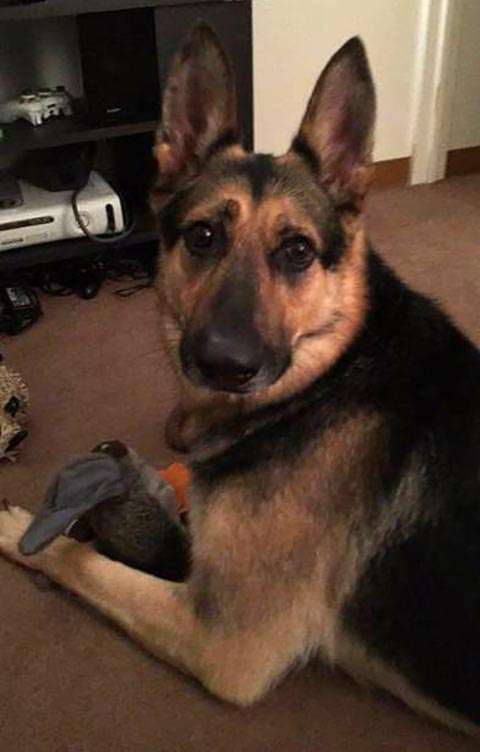 「妻が風呂に入ると、いつも覗きにいく」　ワンコの不思議な行動には理由があった