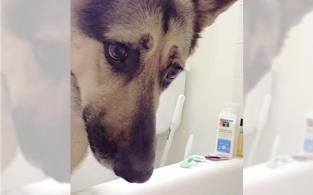 「妻が風呂に入ると、いつも覗きにいく」　ワンコの不思議な行動には理由があった