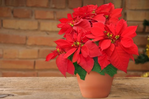 冬に楽しめる鉢植えのお花