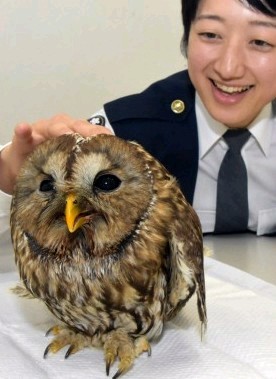負傷フクロウを久留米署が保護　小学生が届け出 - 西日本新聞