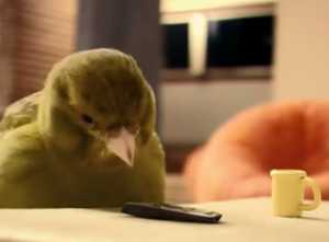 鳥カフェ、オープン！