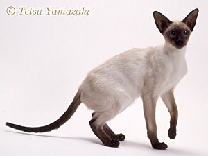 プーチン露大統領に贈った秋田犬「ゆめ」生きていた！日本メディアのインタビューに登場