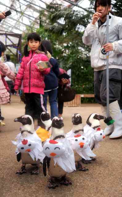 鳥なのに…酉コスプレ　ペンギンが園内ヨチヨチ　島根