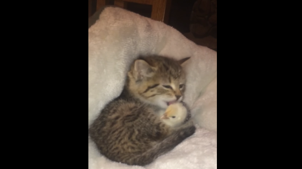 ひよこを「むぎゅっ」と抱きしめてペロペロ！ 子猫の可愛らしさに、癒やされまくる28秒間♡