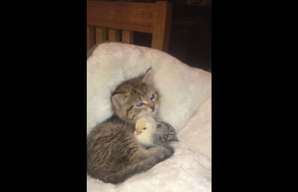 ひよこを「むぎゅっ」と抱きしめてペロペロ！ 子猫の可愛らしさに、癒やされまくる28秒間♡