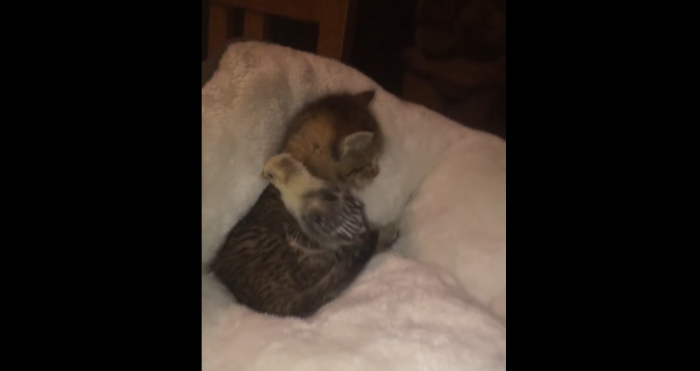 ひよこを「むぎゅっ」と抱きしめてペロペロ！ 子猫の可愛らしさに、癒やされまくる28秒間♡