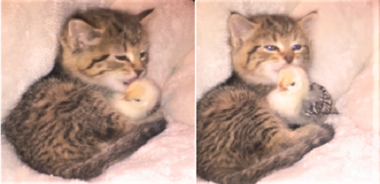 ひよこを「むぎゅっ」と抱きしめてペロペロ！ 子猫の可愛らしさに、癒やされまくる28秒間♡ | PECO（ペコ）