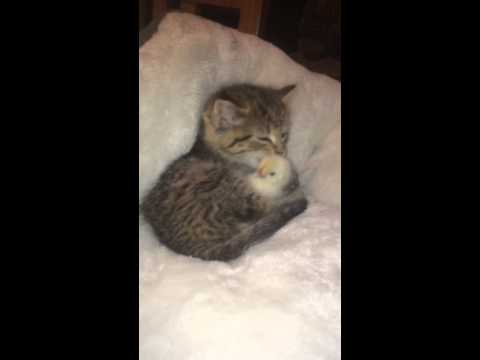 Kitten and Chick Friendship - YouTube