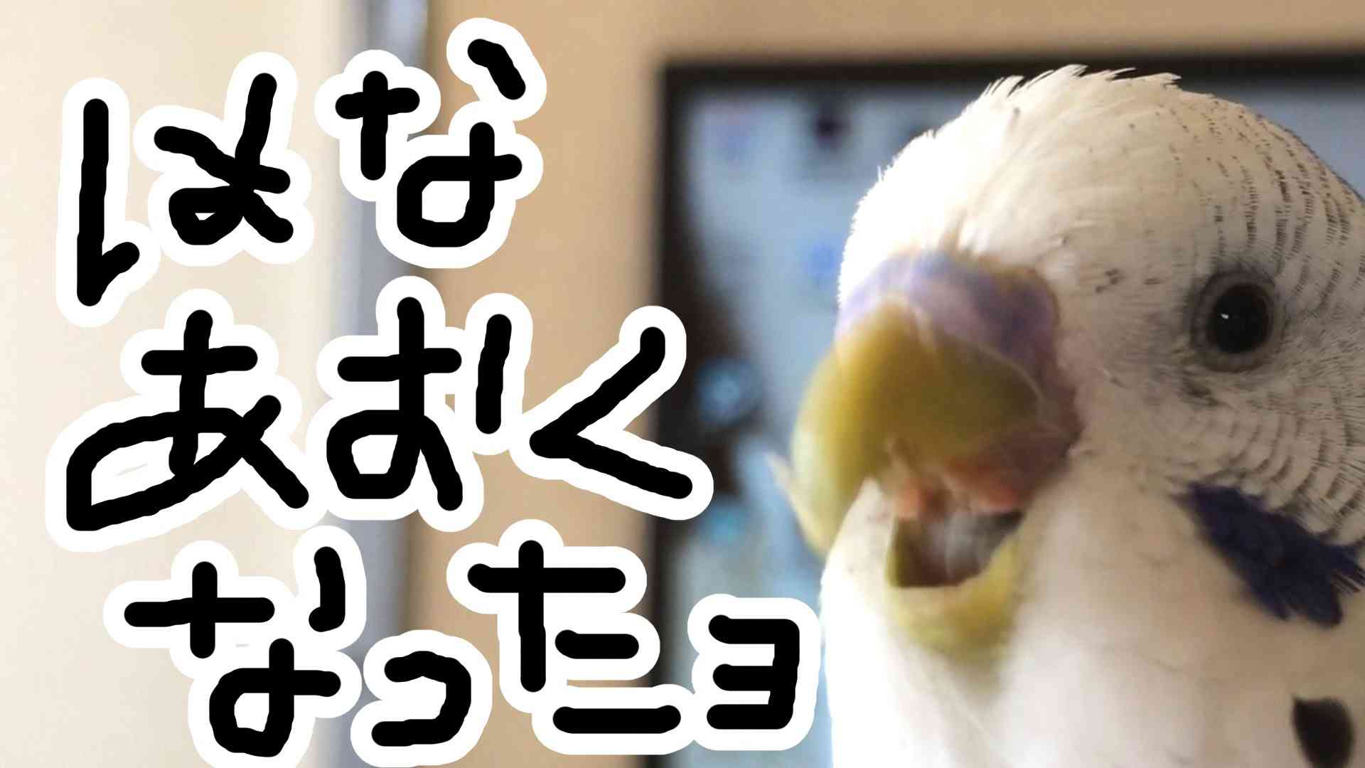 うめのお喋り～ハナ編～　セキセイインコ　Talking budgerigar - YouTube