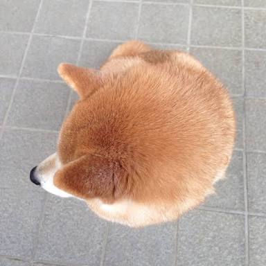 ふわふわが集まるトピ