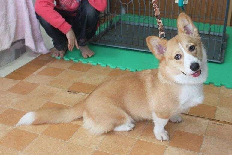 「掃除のときにコーギー犬がいると、なぜ最高なのか?」→「こんなことになるから!」