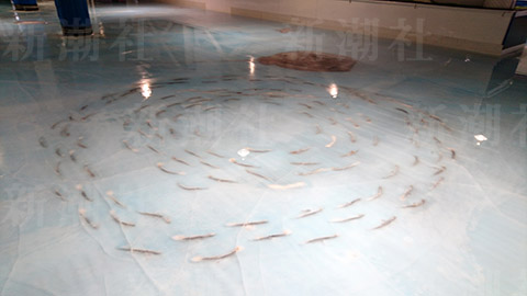 炎上した魚5000匹氷漬けリンク、壊すのにも一苦労…総支配人が語った