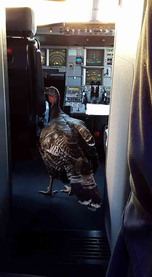 【一部閲覧注意】飛行機内でうっかり見ちゃった奇妙な場面