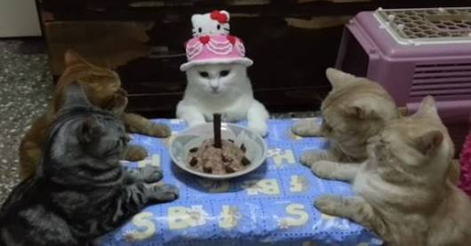 今日誕生日です。誰かプレゼント画像下さい