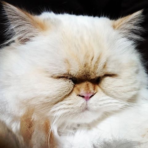 ガルちゃん猫カフェ☆10号店開店しました (はじめての方も大歓迎♪)