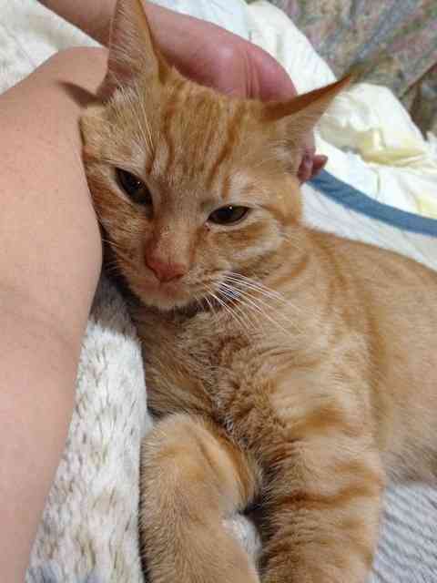 猫好きのための雑談