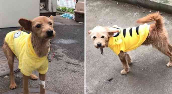 仁川国際空港で係員のミスで犬が脱出し滑走路に　仕方なく射殺（韓国）