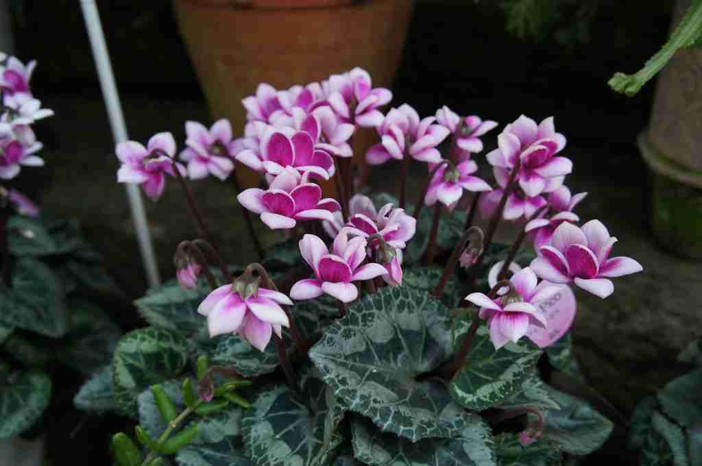 冬に楽しめる鉢植えのお花