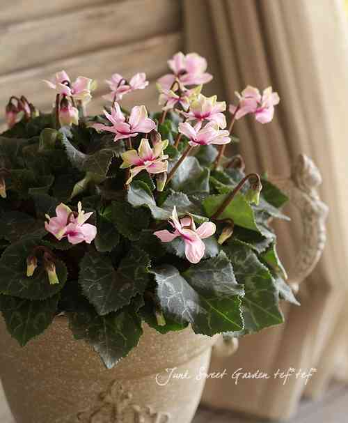 冬に楽しめる鉢植えのお花