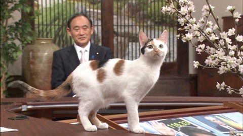 ガルちゃん猫カフェ☆10号店開店しました (はじめての方も大歓迎♪)