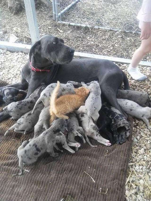 なぜそこに！？と思う猫画像