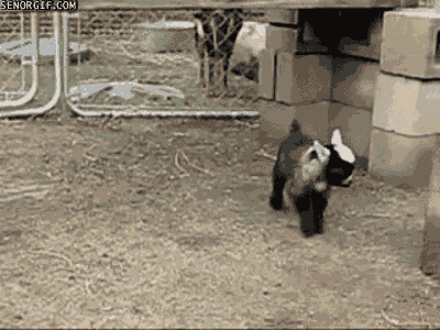 保存したら負け！きゃわい〜動物の画像！