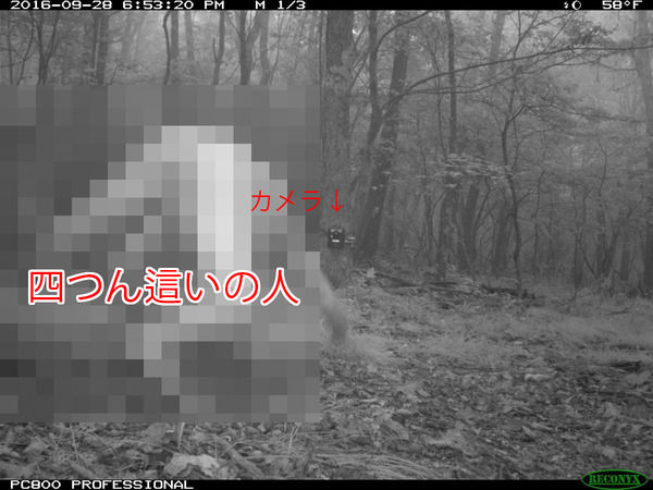【世界が震撼】謎の四つん這い男の正体判明！自分を「野生の虎」だと勘違いしていた！