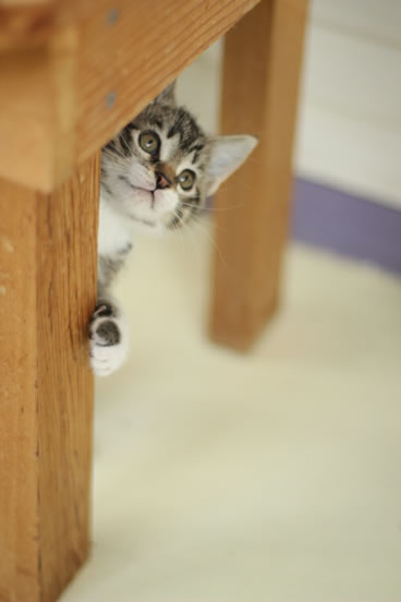 なぜそこに！？と思う猫画像