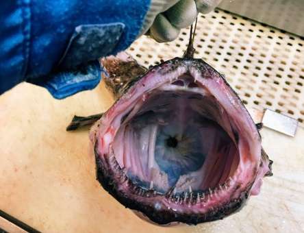 【閲覧注意】エイリアンのような深海魚ばかりツイートする、地獄の漁師が現る!