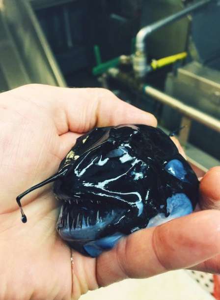 【閲覧注意】エイリアンのような深海魚ばかりツイートする、地獄の漁師が現る!