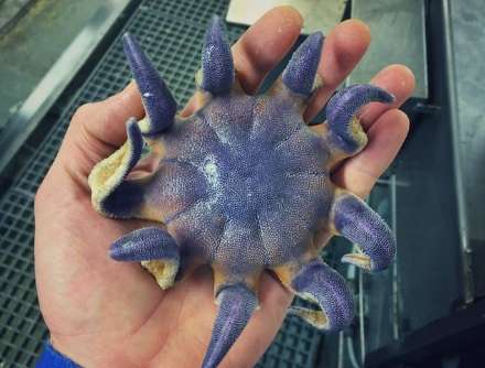 【閲覧注意】エイリアンのような深海魚ばかりツイートする、地獄の漁師が現る!