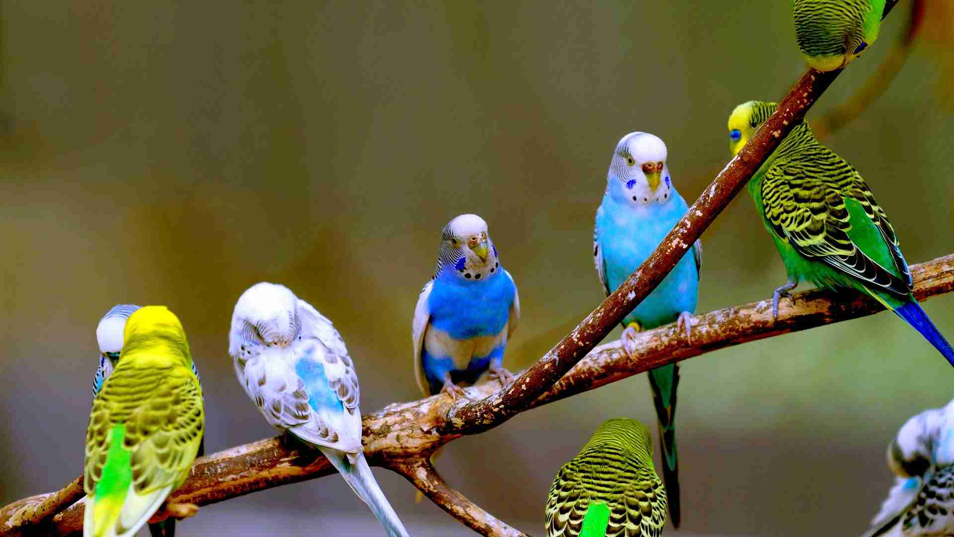 鳥カフェ、オープン！