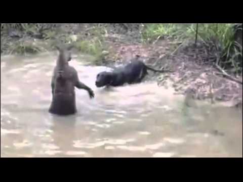 Kangaroo vs Dog Fight [FULL Attack] - YouTube