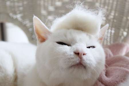 ヤンキーみたいな動物の画像を貼るトピ