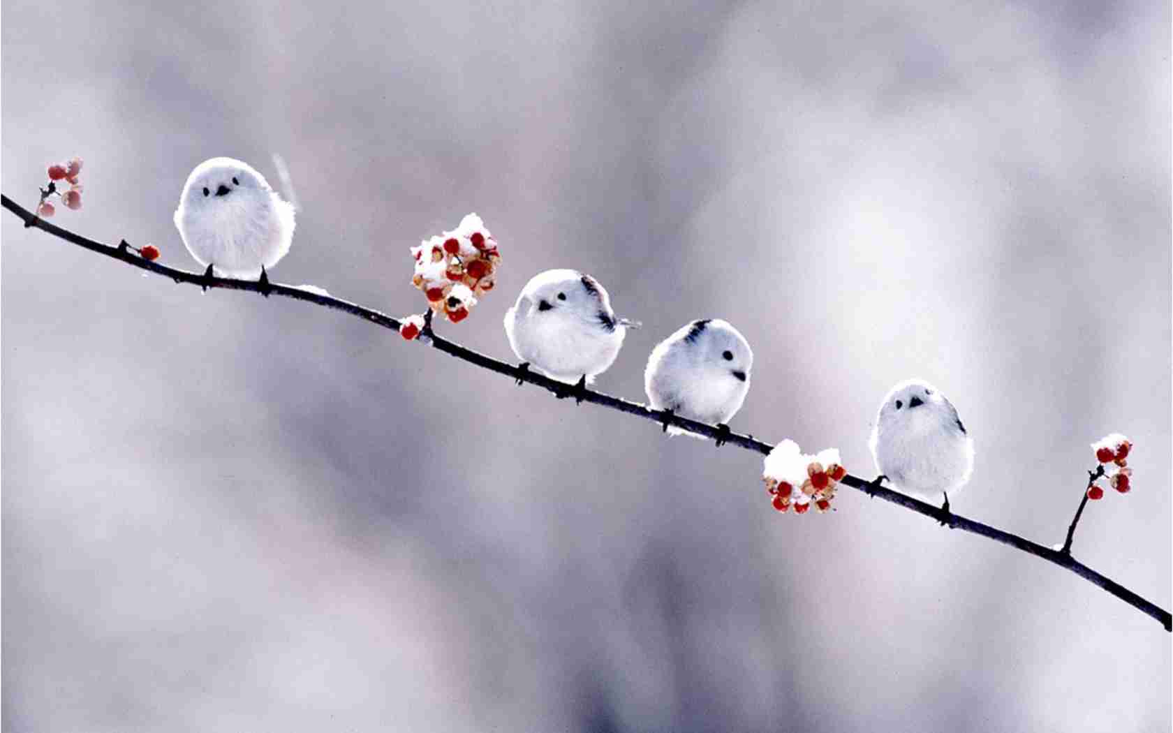鳥カフェ、オープン！