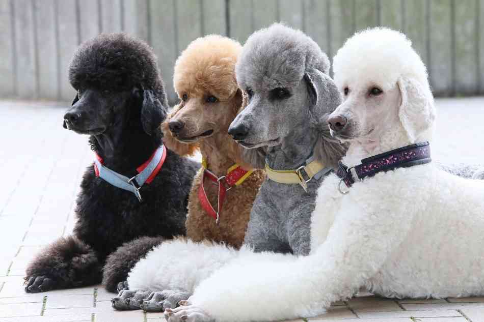 珍しい犬種を語りたい！