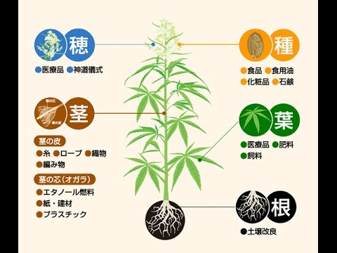 武田邦彦講座 『大麻のウソ！』 - YouTube