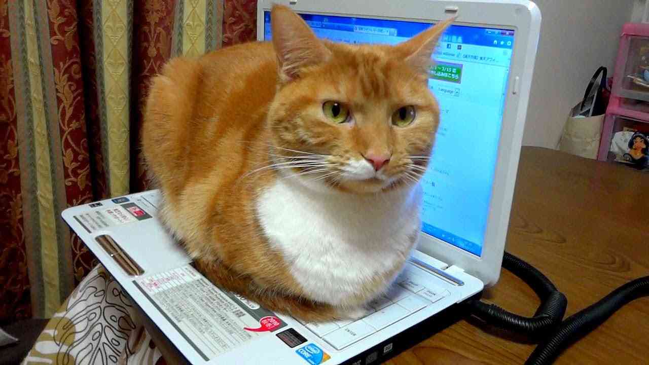 なぜそこに！？と思う猫画像