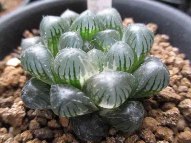 冬に楽しめる鉢植えのお花