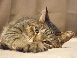 あんまり伸びなかったけど、良トピだったトピ。