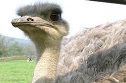 ダチョウ肉が美味い！　日本を救う「オルタナフード」の魅力
