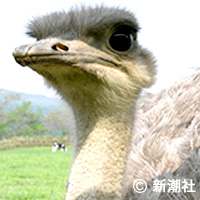 ダチョウ肉が美味い！　日本を救う「オルタナフード」の魅力 | デイリー新潮