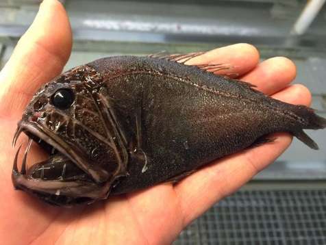 【閲覧注意】エイリアンのような深海魚ばかりツイートする、地獄の漁師が現る!