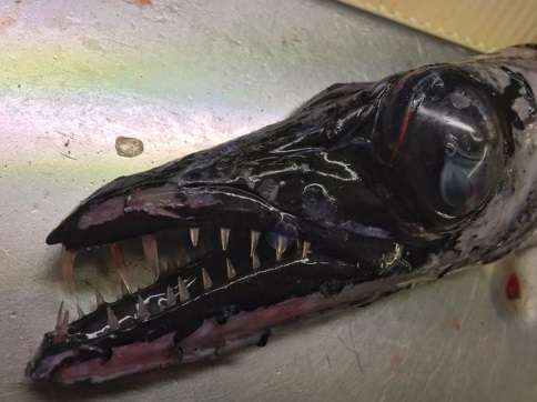 【閲覧注意】エイリアンのような深海魚ばかりツイートする、地獄の漁師が現る!