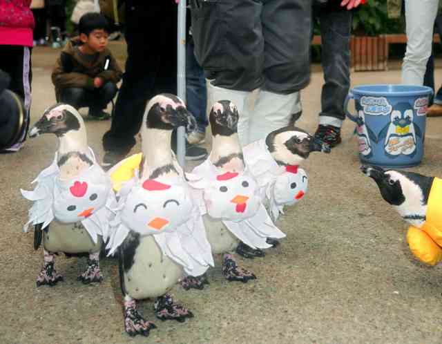 鳥なのに…酉コスプレ　ペンギンが園内ヨチヨチ　島根