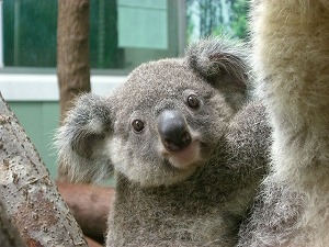 ふわふわが集まるトピ